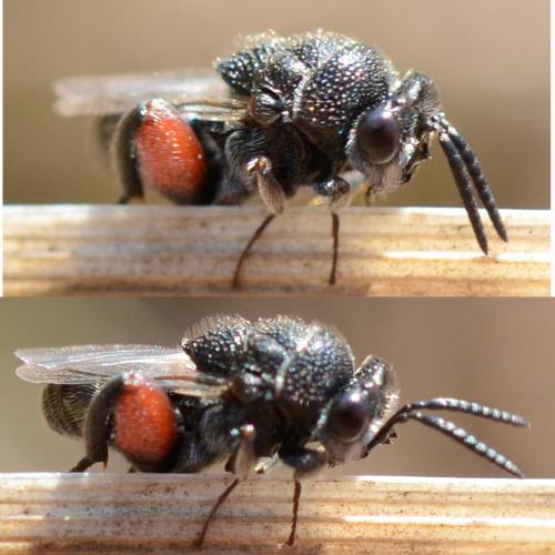 Lasiochalcidia sp.